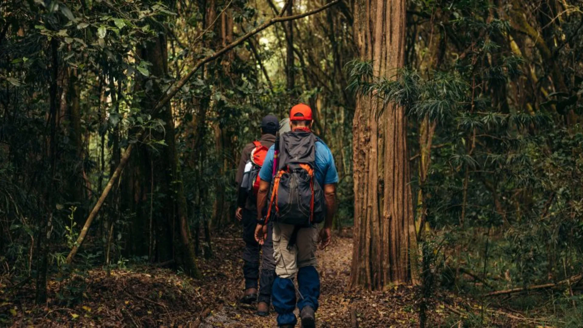 Lemosho route on kilimanjaro
